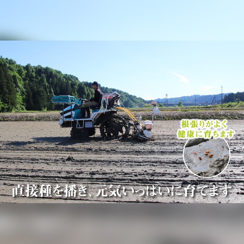 米 定期便 12ヶ月 コシヒカリ 5kg 精米 白米 お米 魚沼産コシ