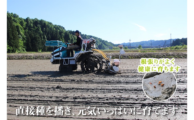 農家直送！ 魚沼産 コシヒカリ 精米 5kg 3ヶ月 連続お届け（ 米 定期便 こしひかり お米 こめ コメ 魚沼産コシヒカリ 魚沼 新潟 魚沼産 こしひかり おこめ 白米 定期 お楽しみ 3回 ）: 魚沼市ANAのふるさと納税