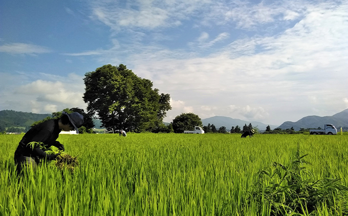 生産者直送！魚沼産コシヒカリ【雪里米 ふるさとまい】 精米3kg×2  3ヶ月連続お届け