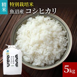 令和7年産 米農家自慢の 特別栽培米 魚沼産 コシヒカリ（精米）5kg×1袋 お米