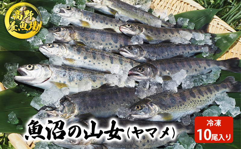 魚沼の山女（ヤマメ）冷凍10尾入り