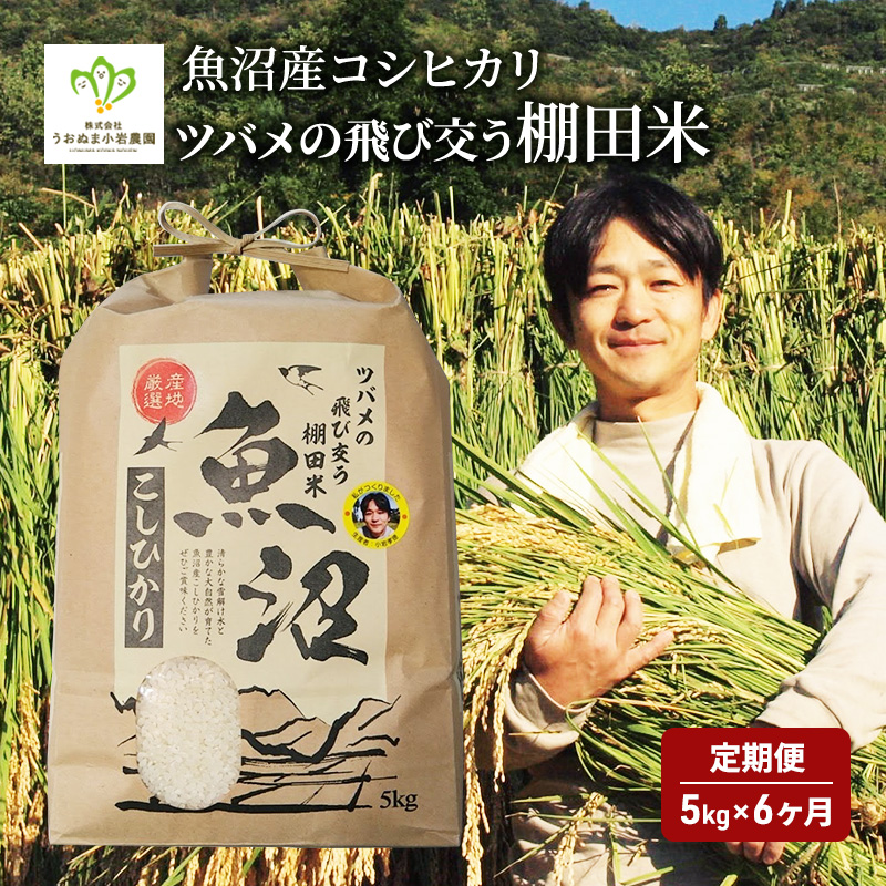 ツバメの飛び交う棚田米 5kg 袋 6ヶ月 連続お届け （ 米 定期便 コシヒカリ こしひかり 定期 お米 新潟 魚沼 魚沼産 魚沼産コシヒカリ 魚沼産こしひかり こめ コメ おこめ 白米 お楽しみ 6回 ） 新潟県