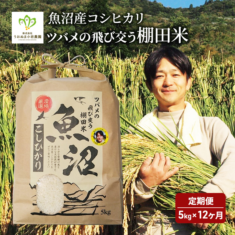 ツバメの飛び交う棚田米 5kg袋 12ヶ月 連続お届け ( 米 定期便 お米 こめ コメ おこめ 白米 こしひかり 12回 60kg お楽しみ ) 新潟県