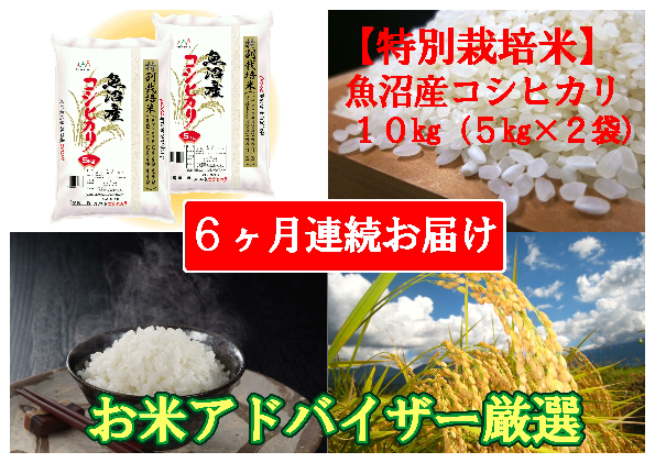 特別栽培米 お米アドバイザー厳選 魚沼産 コシヒカリ 精米 10kg （ 5kg × 2 ） 6ヶ月 連続（ 米 定期便 こしひかり 特別栽培 魚沼 お米 定期 新潟 魚沼産コシヒカリ 魚沼産こしひかり こめ お楽しみ 6回 ）