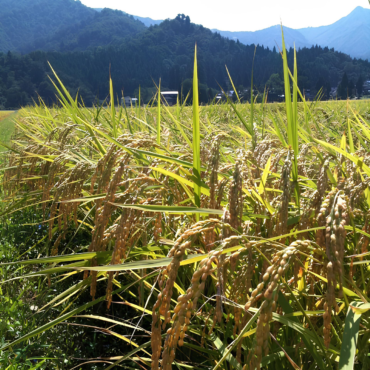 令和7年産 魚沼産コシヒカリ（精米）4kg お米 白米 ご飯 ブランド米 銘柄米 おにぎり お弁当 和食 産地直送 粘り モチっと食感 上品な甘み