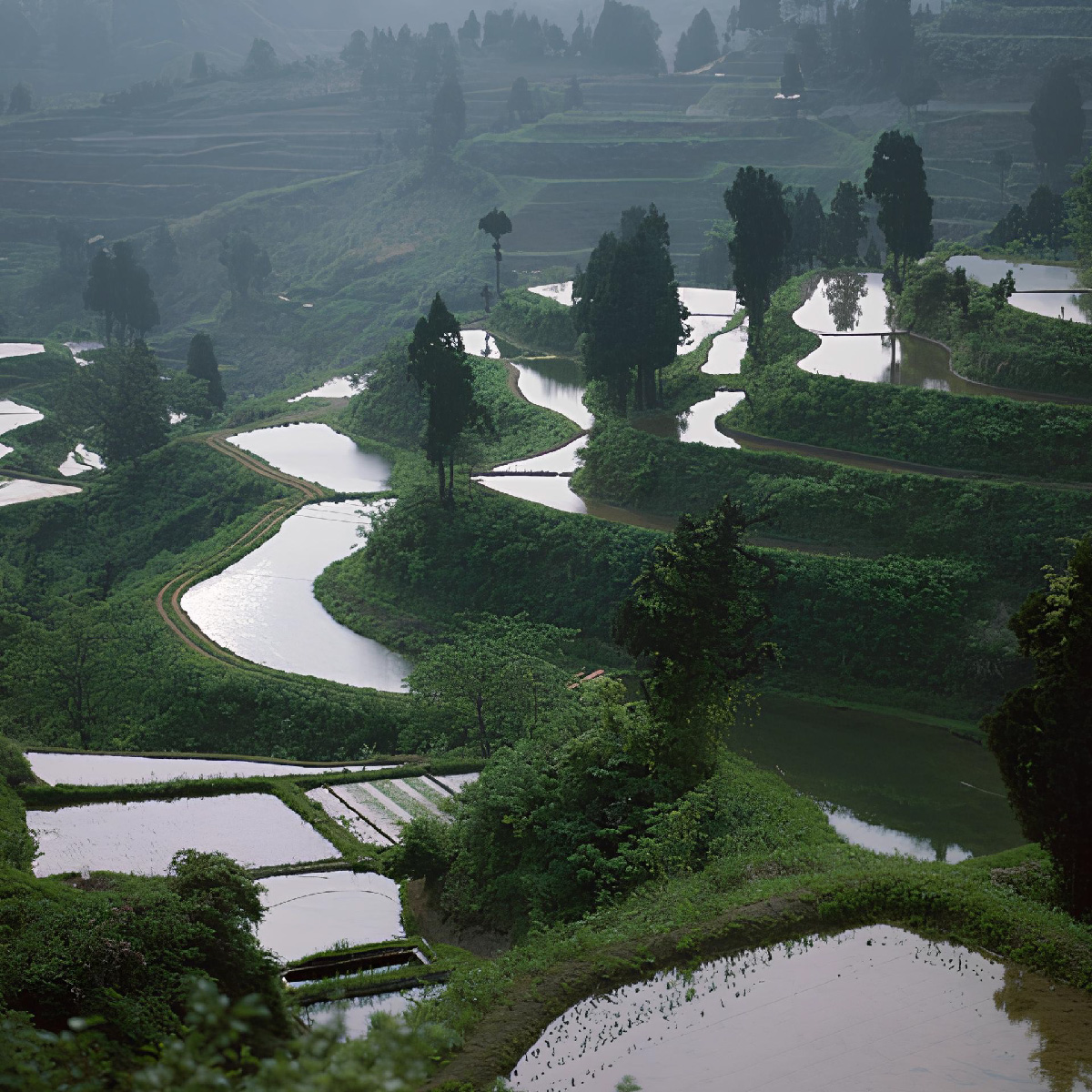 令和7年産 魚沼産コシヒカリ（精米）4kg お米 白米 ご飯 ブランド米 銘柄米 おにぎり お弁当 和食 産地直送 粘り モチっと食感 上品な甘み