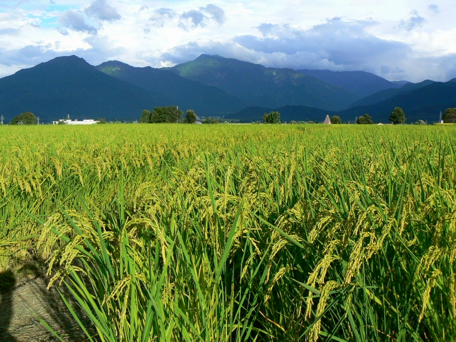 【令和７年度産】《語り伝えられる地》南魚沼しおざわ産コシヒカリ５Ｋｇ（白米）
