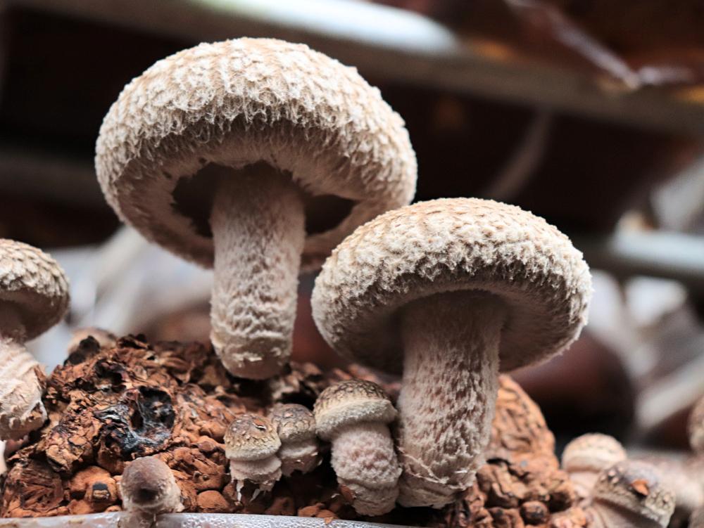 八海山の雪解け水が豊富な地下水使用】　肉厚な生椎茸（菌床）　【原材料からすべて国産