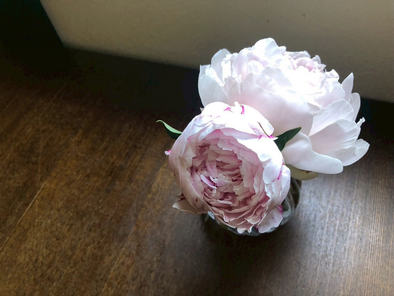 【白ピンク】朝摘みシャクヤク　10本【テーブル彩る】【2026年5月中旬より発送予定】