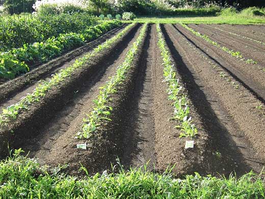 【龍気養命堂】体内酵素補助食品『元氣の素フコイダン』(1カ月分) 4箱