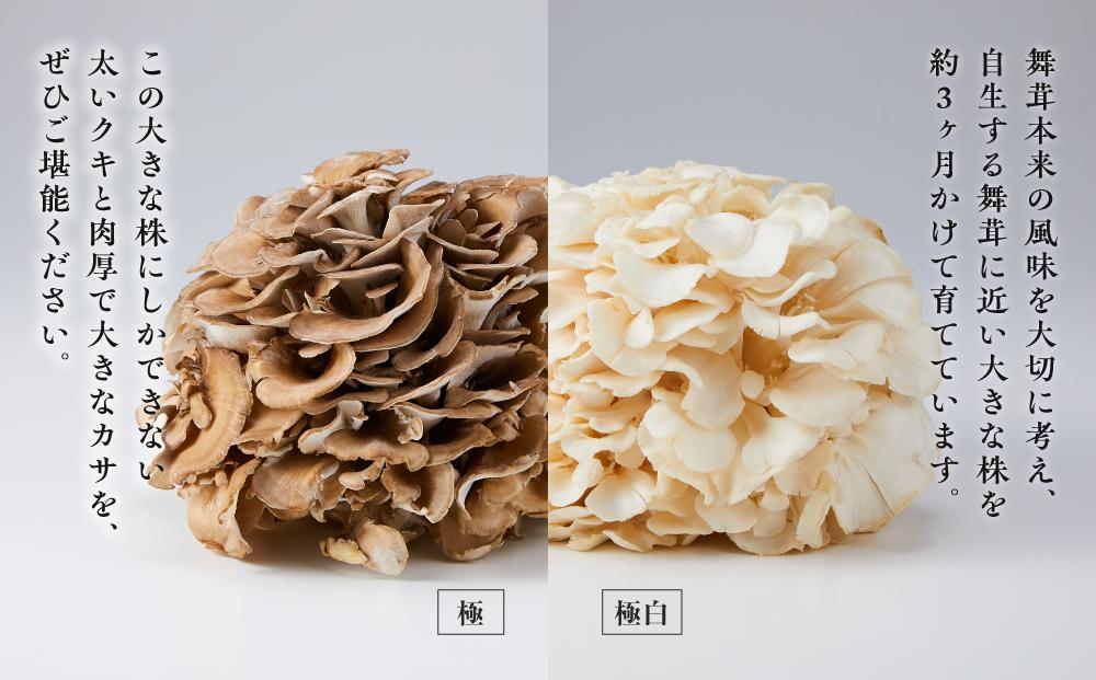 雪国まいたけ　極白黒セット【極 1株約900g　 極白 1株約800g】　これが雪国史上、最高傑作　長期熟成と大株仕立てが生み出す圧倒的なシャキシャキ感と旨味　雪国まいたけ最高品質　産地直送
