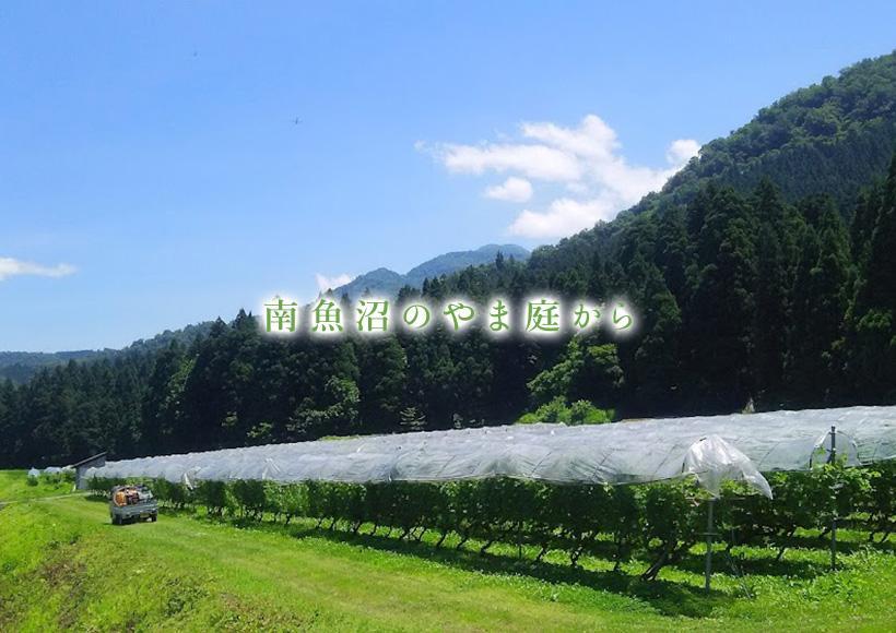 【南魚沼産カベルネ・ソーヴィニヨン】赤ワインとスパークリングワインの２本セット