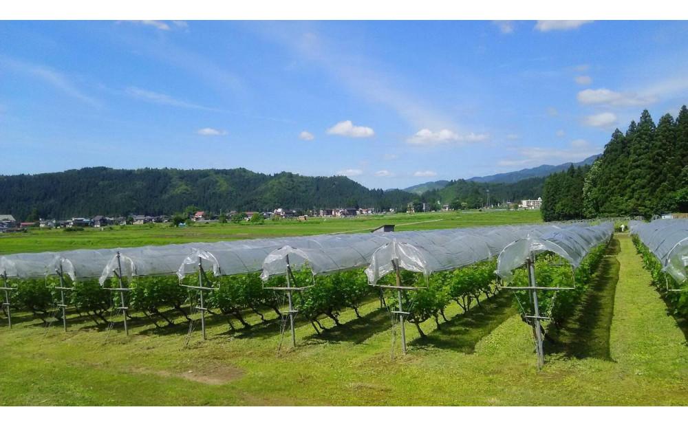 南魚沼産カベルネソーヴィニヨンワイン飲み比べ３本セット