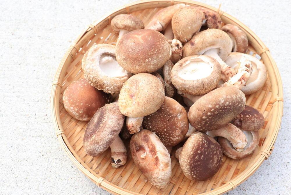 【わけあり】【新潟県 南魚沼産】うちやま農園の肉厚しいたけ １ｋｇ