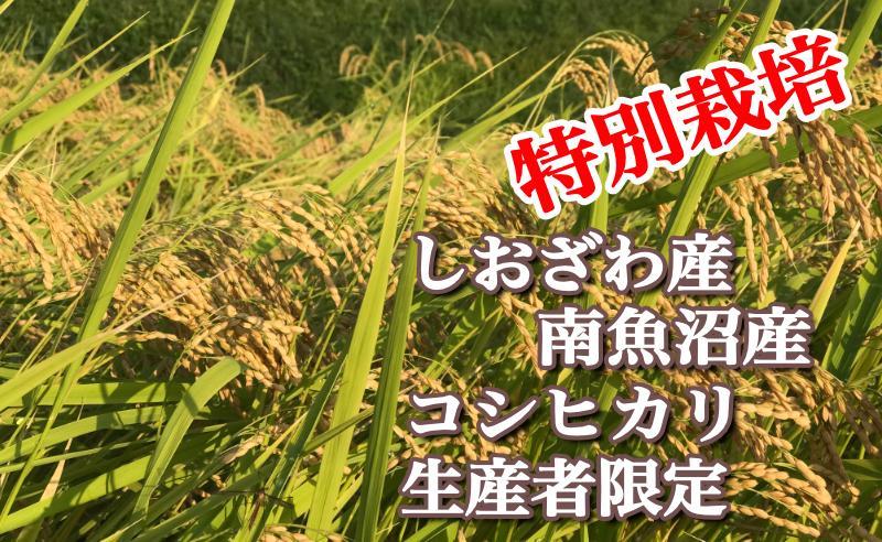 【令和7年産】特別栽培 生産者限定 南魚沼しおざわ産コシヒカリ20Kg【2025年10月上旬より順次発送予定】