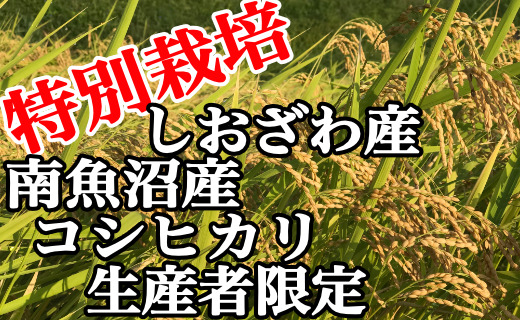 【令和7年産】【定期便：2Kg×6ヶ月】特別栽培 生産者限定  南魚沼しおざわ産コシヒカリ【2025年10月上旬より順次発送予定】