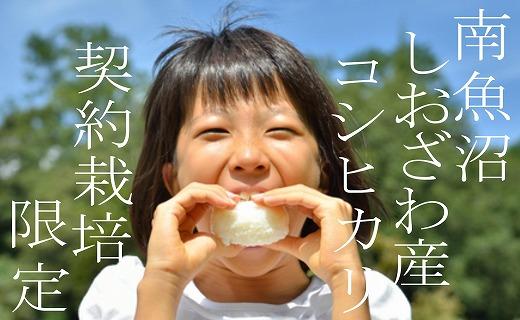 【令和7年産】【定期便 精米６Kg×９ヶ月】契約栽培限定 南魚沼しおざわ産コシヒカリ【2025年10月上旬より順次発送予定】