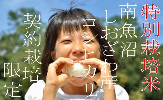 【令和7年産】【定期配送８Kg×６ヶ月】特別栽培 生産者限定  南魚沼しおざわ産コシヒカリ【2025年10月上旬より順次発送予定】