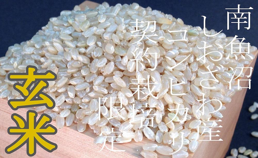 【令和7年産】【定期便4Kg×6ヶ月】●玄米●生産者限定 南魚沼しおざわ産コシヒカリ【2025年10月上旬より順次発送予定】