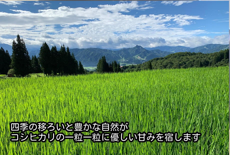 令和7年産　南魚沼塩沢産コシヒカリ　白米５kg