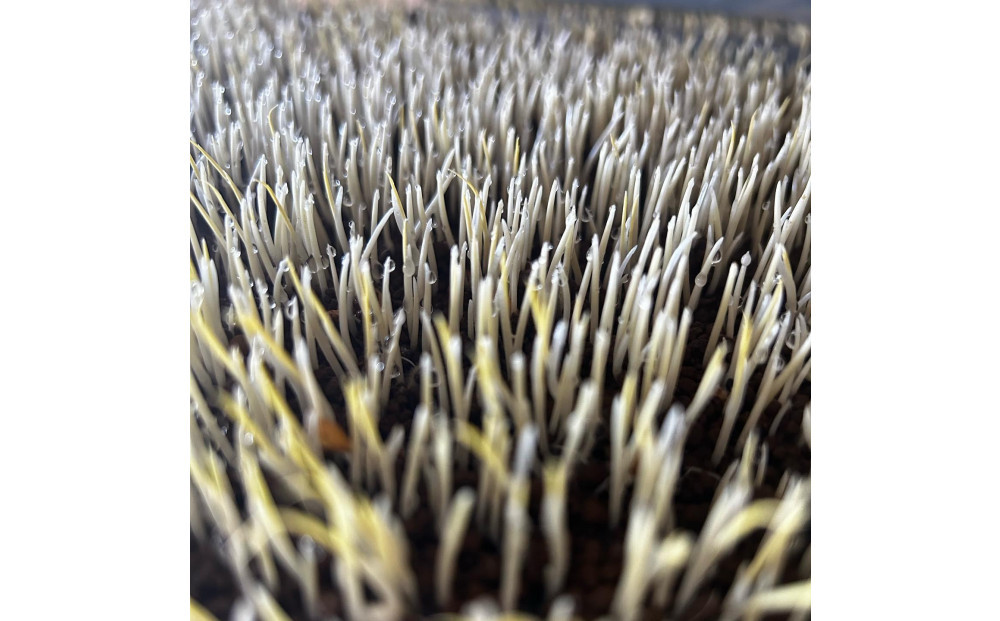 [令和7年産]　JAS認定　有機栽培米　農薬・化学肥料不使用の米　南魚沼産こしひかり5kg　八海山の里で実りました。