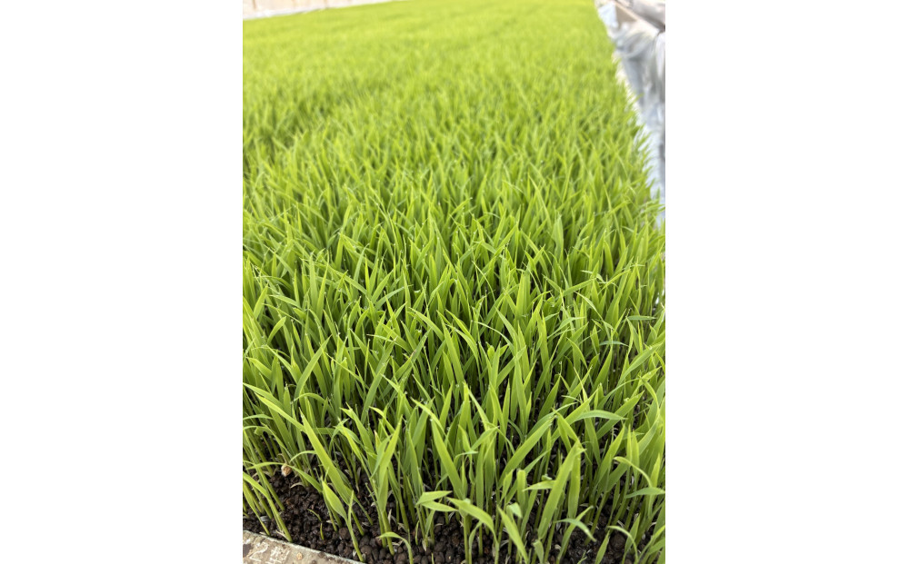 定期便　【令和7年産】南魚沼産コシヒカリ　八色　精米5kg×6回