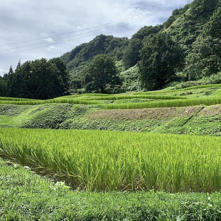 塩沢コシヒカリ【西山の天水田米】精米15kg(5kg×3): 南魚沼市ANAの