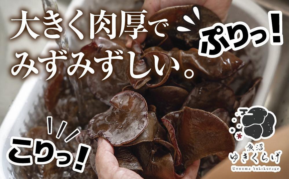 国産 生 きくらげ 100g×4パック 計400g 乾燥 きくらげ 20g×2パック 計40g 小分け 栄養豊富 無農薬 無添加 オーガニック 自家栽培