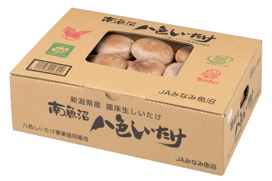 【贈答用】厚いにもほどがある「八色しいたけ」1kg　厳選 大型 肉厚