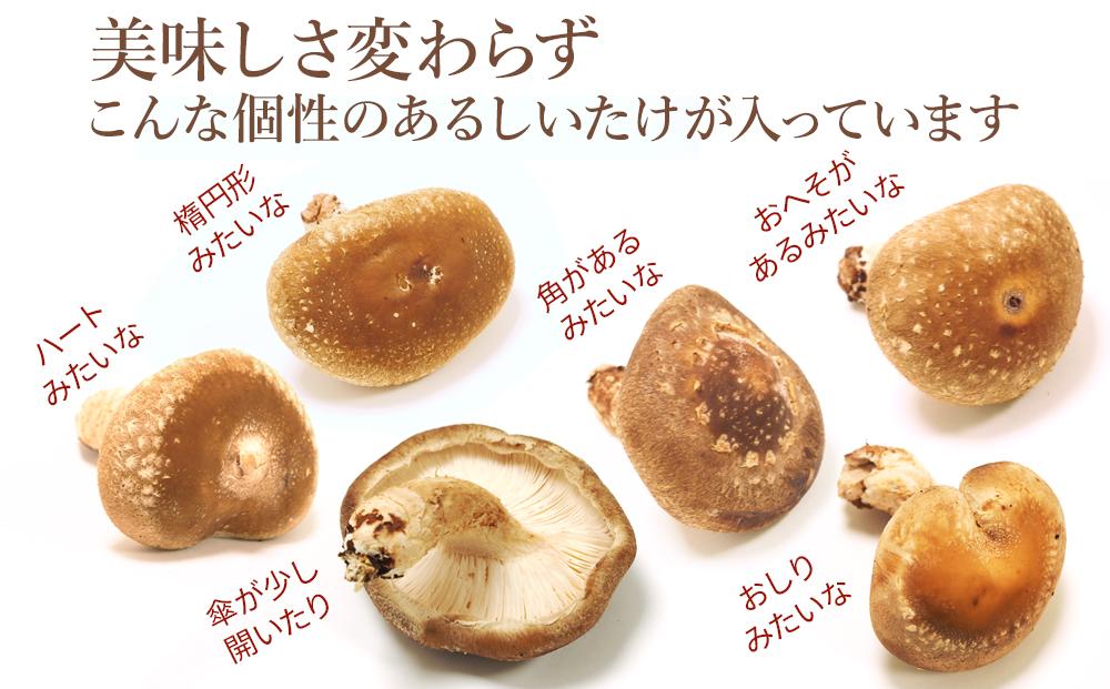 【JAみなみ魚沼定期便】家庭用「八色しいたけ」（750g×全3回） 訳あり 不ぞろい 農家応援 厚いにもほどがある