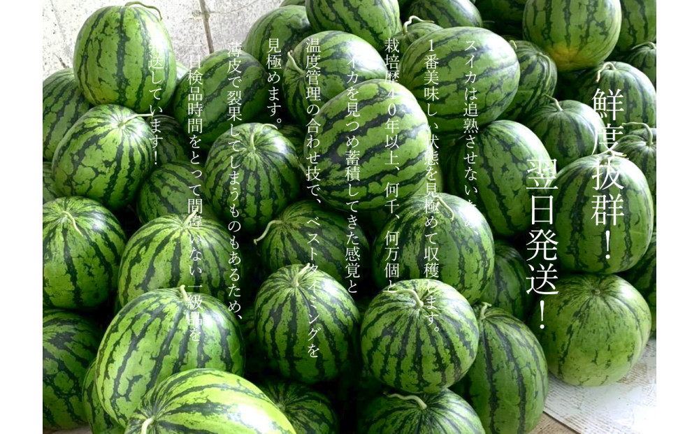 【令和8年/小玉すいか予約】パリ！シャリ！甘～い！2玉入り【食べきりサイズ】【2026年7月中旬より発送予定】