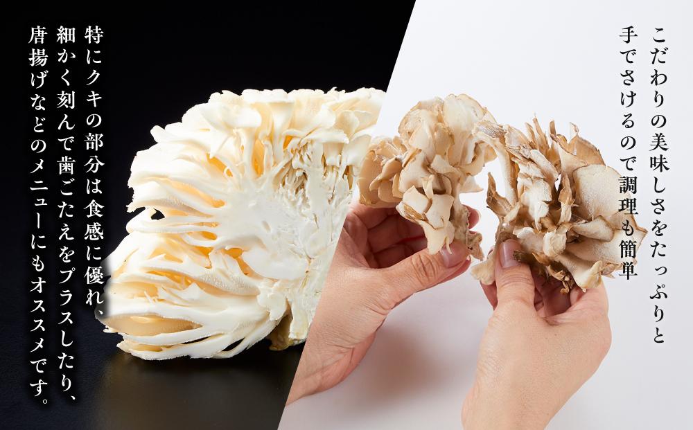 雪国まいたけ　極白黒セット【極 1株約900g　 極白 1株約800g】　これが雪国史上、最高傑作　長期熟成と大株仕立てが生み出す圧倒的なシャキシャキ感と旨味　雪国まいたけ最高品質　産地直送