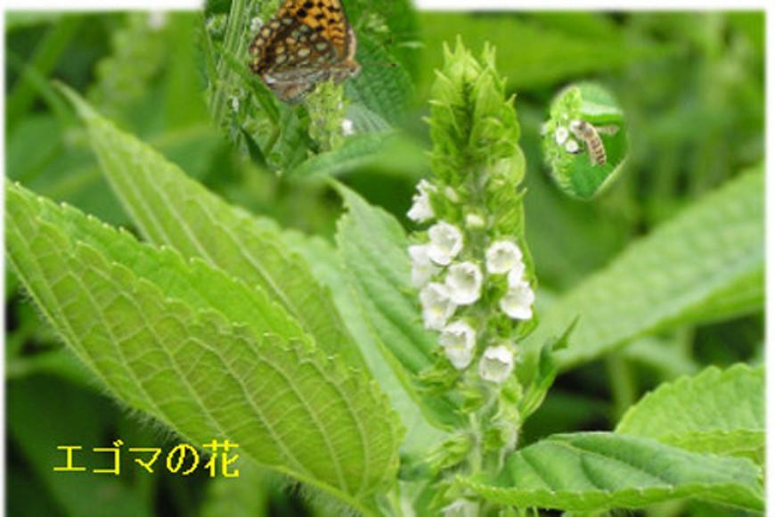 南魚沼市雲洞産エゴマ油100ml２本 粉3 葉茶2 セット