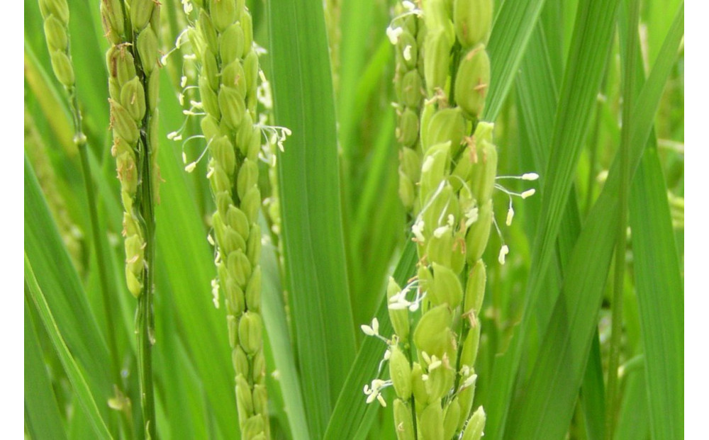 【頒布会】南魚沼産「どん米」白米真空パック4.8kg×5ヶ月　ちょっと！うるさいよ！炊き方