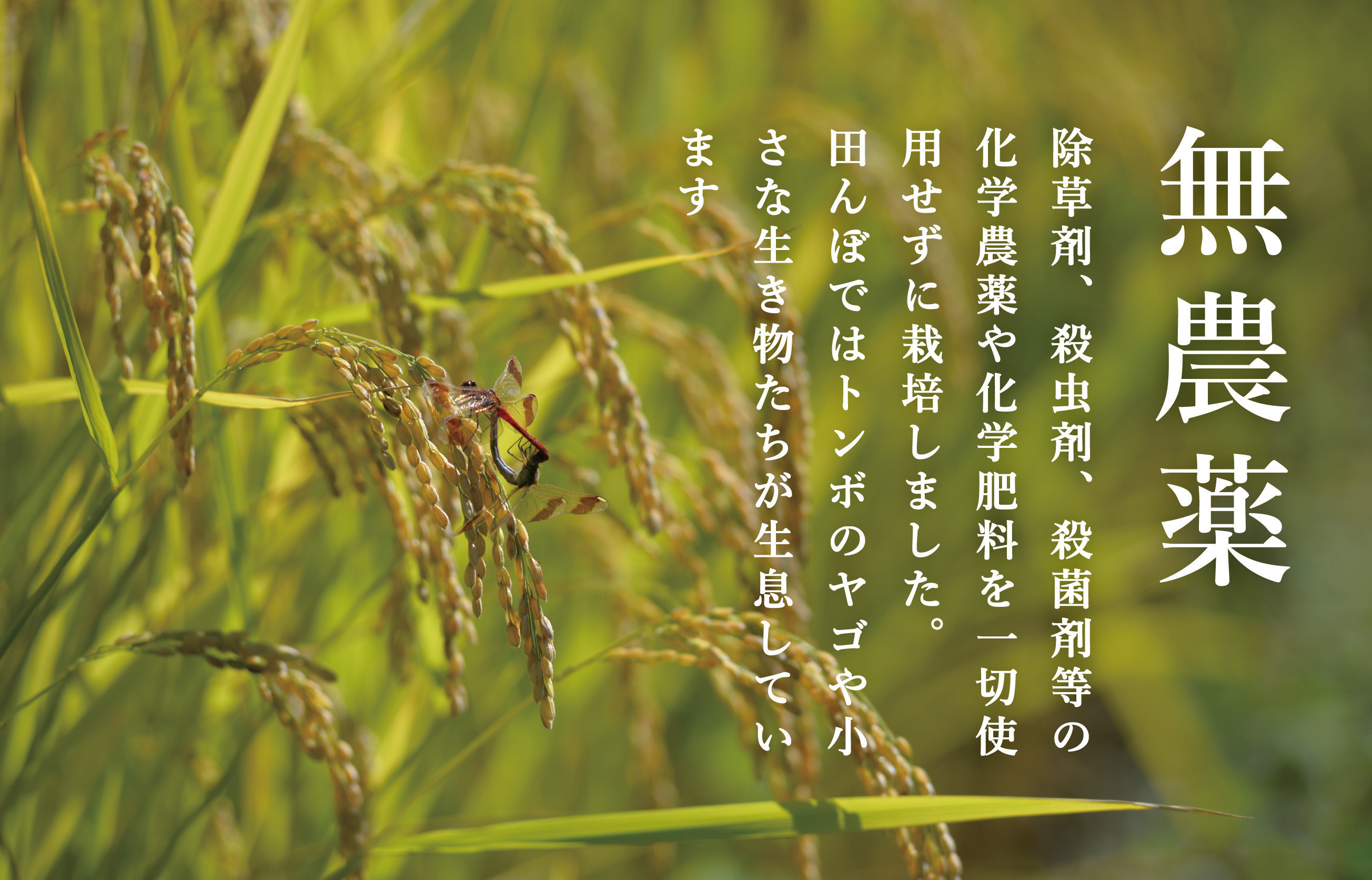 【頒布会】関智晴がつくる最高級 無農薬栽培米5kg×全6回 南魚沼産コシヒカリ