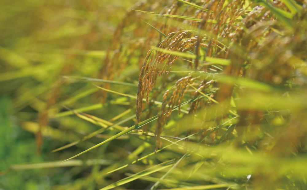 【定期便令和7年産新米予約】関智晴がつくる南魚沼塩沢産コシヒカリ５kg×全12回 減農薬栽培米【2025年9月中旬より順次発送予定】