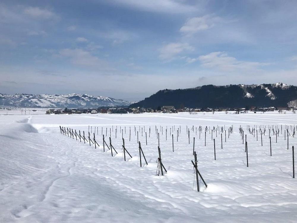 【南魚沼産カベルネ・ソーヴィニヨン】赤ワインとスパークリングワインの２本セット