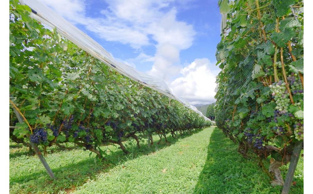 南魚沼産カベルネソーヴィニヨンワイン飲み比べ３本セット