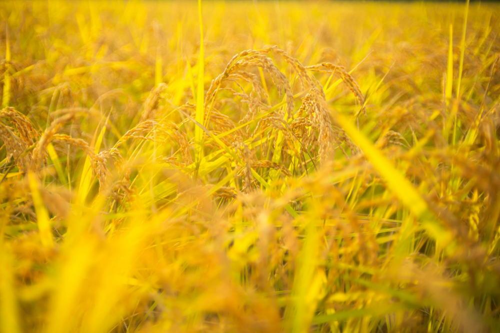 【令和7年産】 南魚沼産コシヒカリ「特別栽培米（アファス認証）」精米5kg×２袋【新潟県 特A地区】