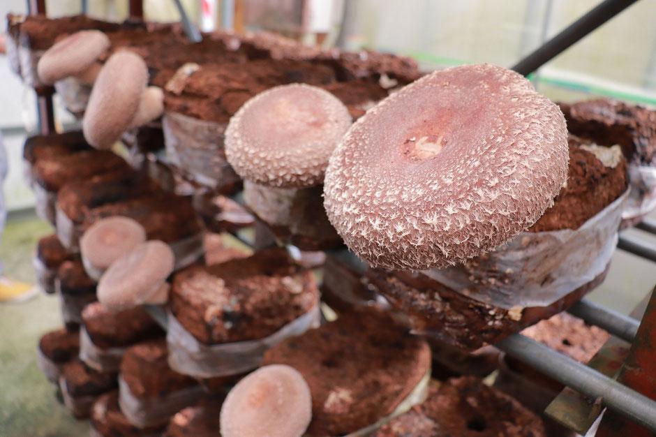 【新潟県 南魚沼産】うちやま農園の極上肉厚しいたけ 1kg（500g×2箱）