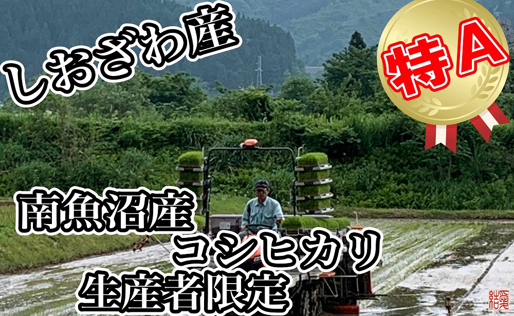 【令和7年産】【定期便／４kg×3ヶ月】生産者限定 契約栽培 南魚沼しおざわ産コシヒカリ【2025年10月上旬より順次発送予定】