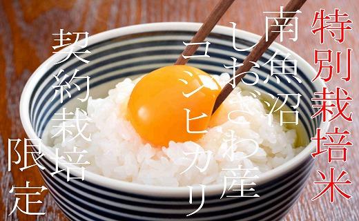 【令和7年産】【定期配送８Kg×６ヶ月】特別栽培 生産者限定  南魚沼しおざわ産コシヒカリ【2025年10月上旬より順次発送予定】