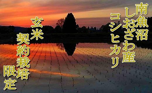 【令和7年産】【玄米１０Kg】●玄米● 生産者限定 南魚沼しおざわ産コシヒカリ【2025年10月上旬より順次発送予定】