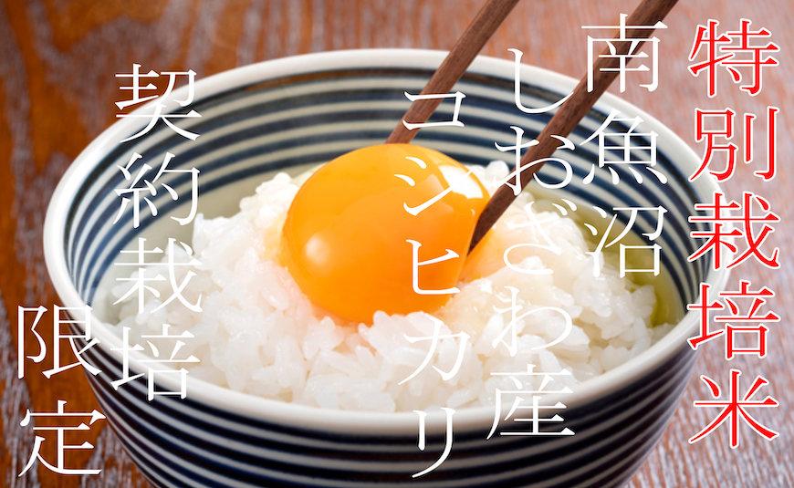 【令和7年産】【定期配送4Kg×6ヶ月】特別栽培 生産者限定  南魚沼しおざわ産コシヒカリ【2025年10月上旬より順次発送予定】