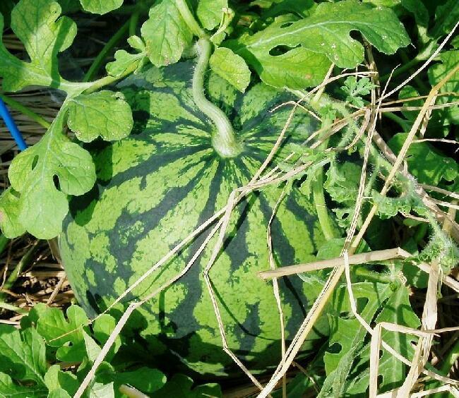 【先行予約】八色原西瓜 大玉2玉【2026年7月下旬発送】【お届け日時指定不可】