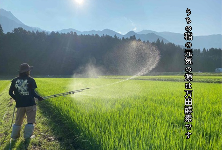 令和7年産　魚沼産コシヒカリ（南魚沼塩沢産）JAS有機栽培米「さとみ」白米５kg