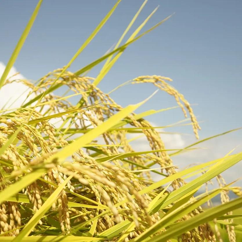 令和7年産　南魚沼塩沢地区「大沢産コシヒカリ」特A米　５ｋｇ【2025年10月上旬より順次発送予定】