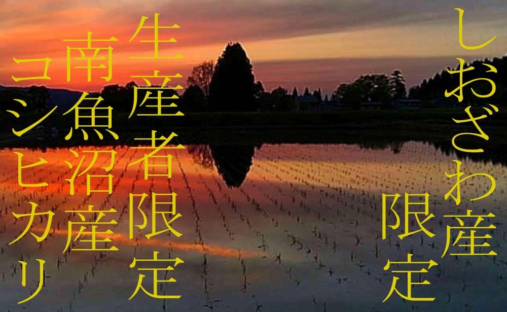 【令和7年産】【定期便15kg×6ヶ月】しおざわ産限定 生産者限定 南魚沼産コシヒカリ【2025年10月上旬より順次発送予定】