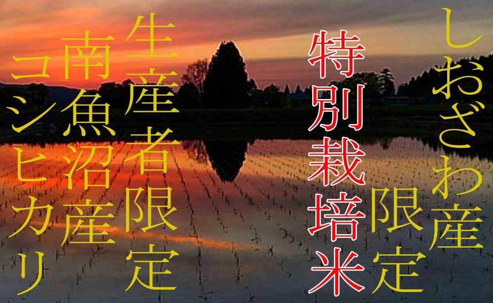 【令和7年産】【定期便8kg×3ヶ月】特別栽培 しおざわ産限定 生産者限定 南魚沼産コシヒカリ【2025年10月上旬より順次発送予定】