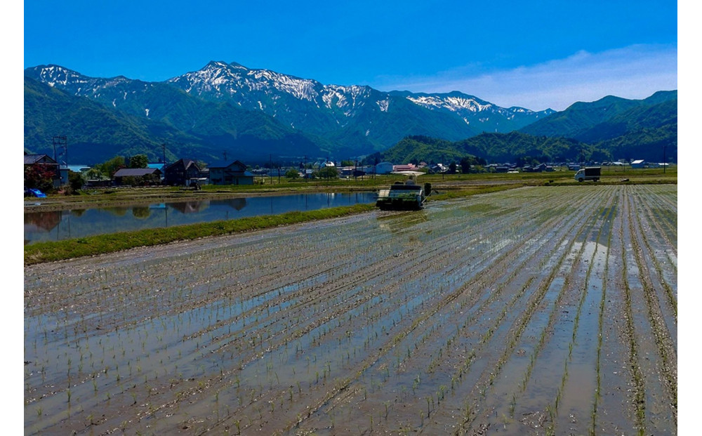 【令和7年産】南魚沼産　塩沢コシヒカリ「だすけ米」精米5kg